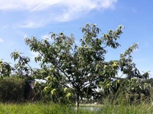 American Chestnut Tree