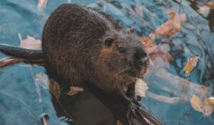 Beaver in water