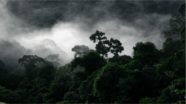 Cloud Forest in Costa Rica