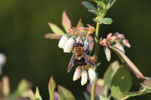 Bumblebee on a flower.