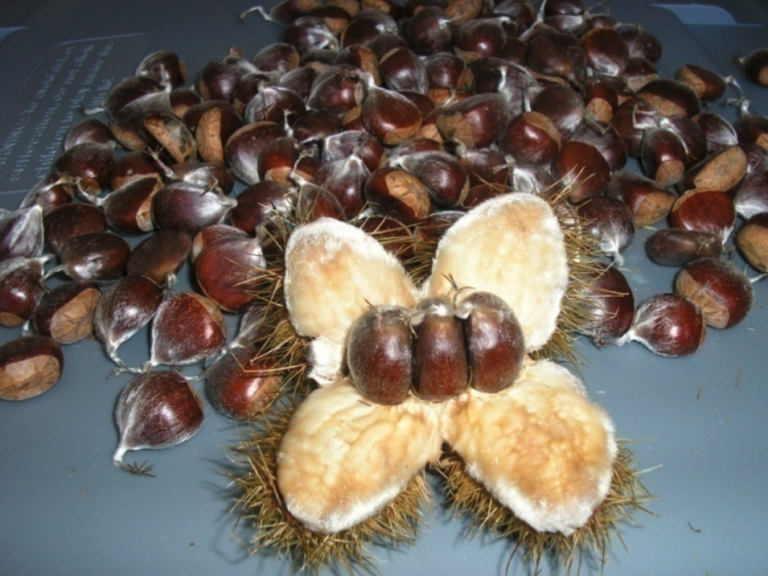 Chestnuts.